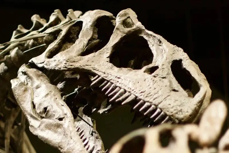 رازهای سهمگین از دل خاکسترهای تاریخ؛ شبح (نانوتیرانوس) - آیا پادشاه دایناسورها یک فریب بزرگ بود؟