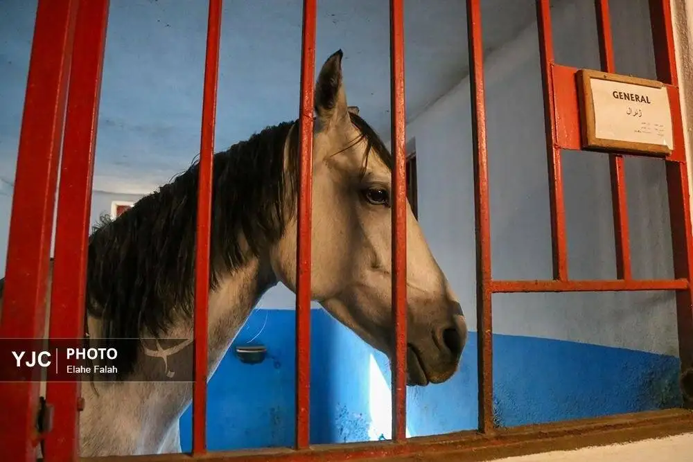 زیبایی اسب اصیل نژاد کاسپین را ببینید + تصاویر