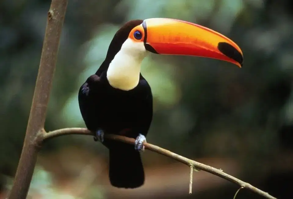 دنیای پرندگان با جالب ترین منقارها - عکس