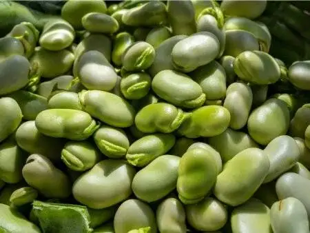 چطور باقلا سبز را برای مدت طولانی نگهداری کنید؟ - از پوست گیری تا خشک کردن باقلا