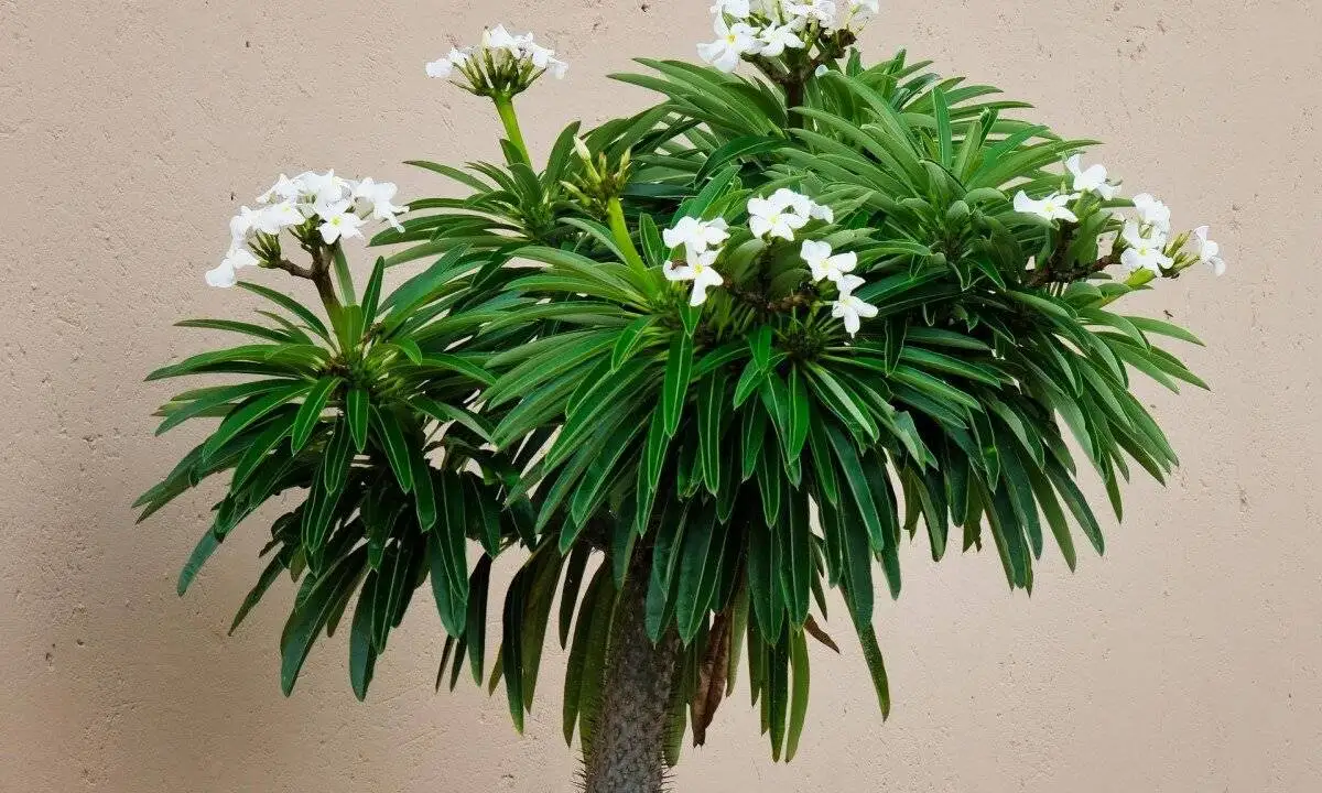 9 گیاه با نگهداری آسان که می توانند هوای خانه را پاک کنند