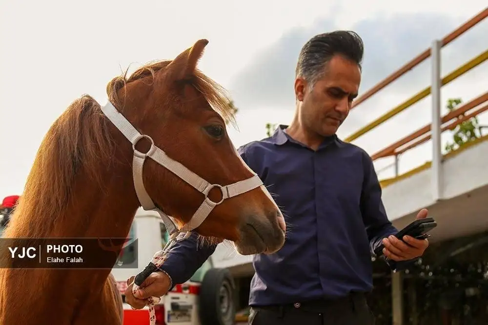 زیبایی اسب اصیل نژاد کاسپین را ببینید + تصاویر