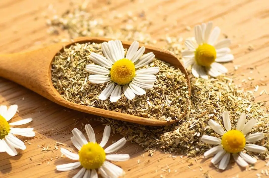 قوی ترین دمنوش گیاهی خواب آور را بشناسید + روش تهیه دمنوش بابونه