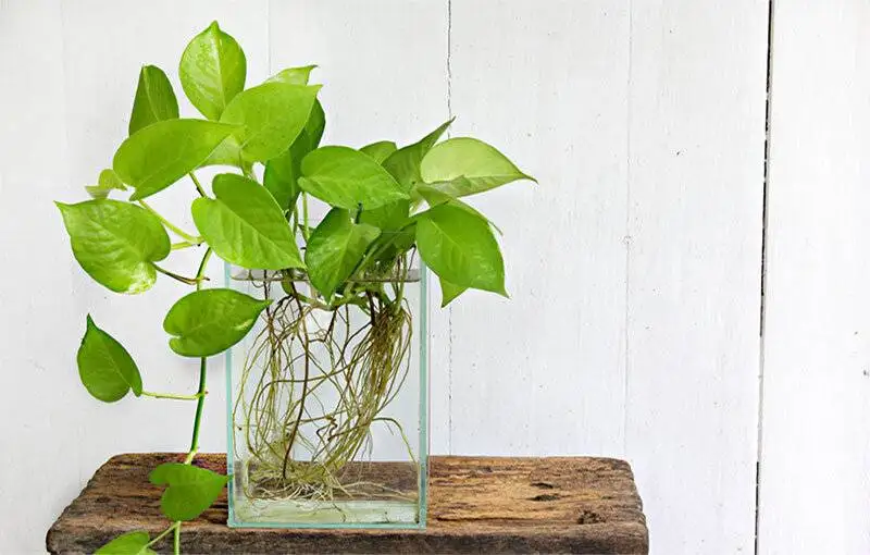 5 گیاه آپارتمانی اکسیژن ساز با روش نگهداری آسان