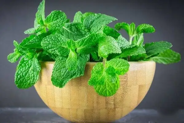 یخمک هندوانه؛ دسر سالم و خوشمزه برای کودکان در تابستان