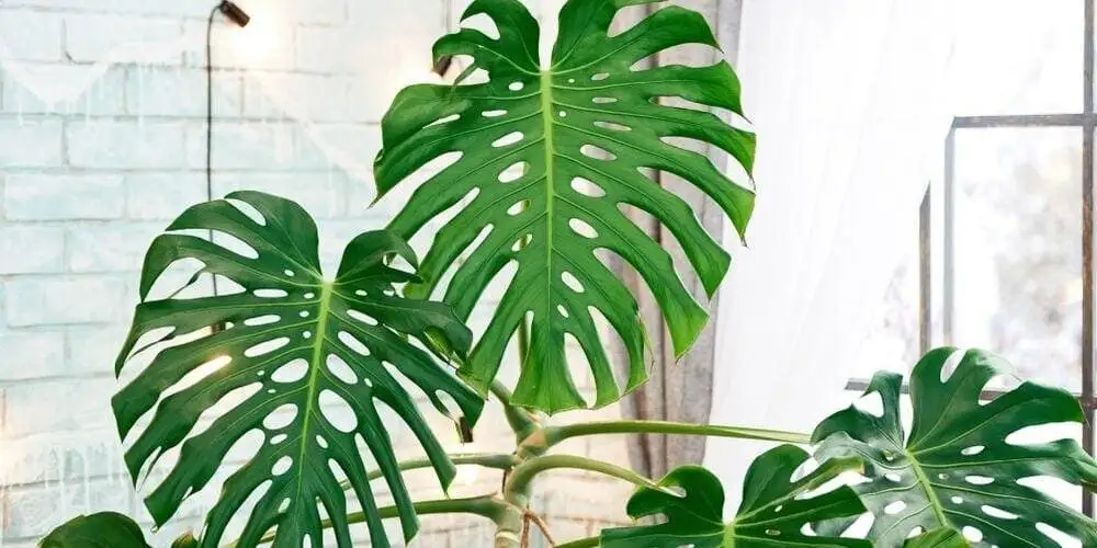 برگ انجیری؛ گیاهی محبوب با نگهداری آسان برای آپارتمان