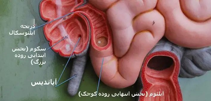 افزایش موارد یک سرطان خیلی نادر در بین جوانان