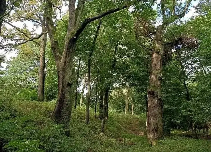 شناسایی دژ 300 ساله ای که در جنگل پنهان شده بود!