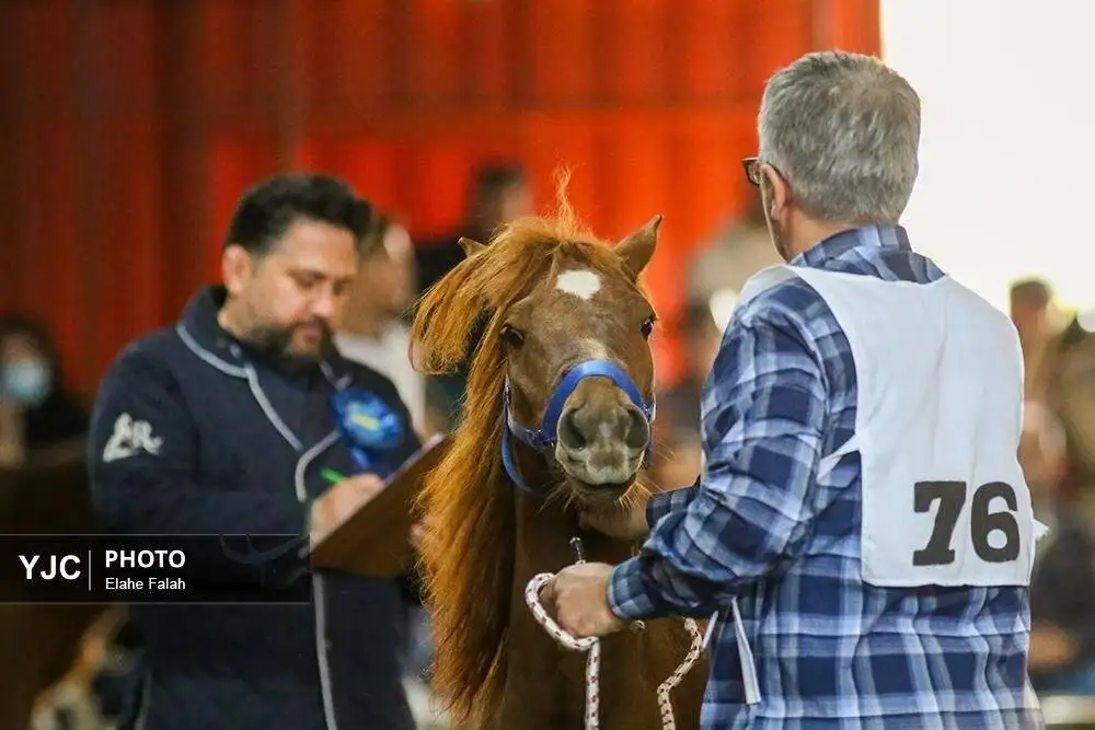 زیبایی اسب اصیل نژاد کاسپین را ببینید + تصاویر