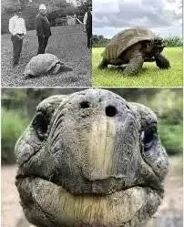 تولد 193 سالگی جاناتان؛ پیرترین جانور روی خشکی - عکس