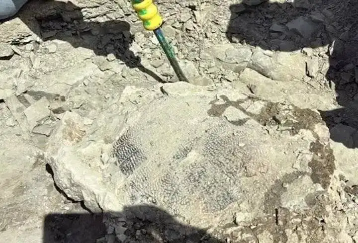 لاک پشت 48 میلیون ساله ای که در گردش پیدا شد - عکس