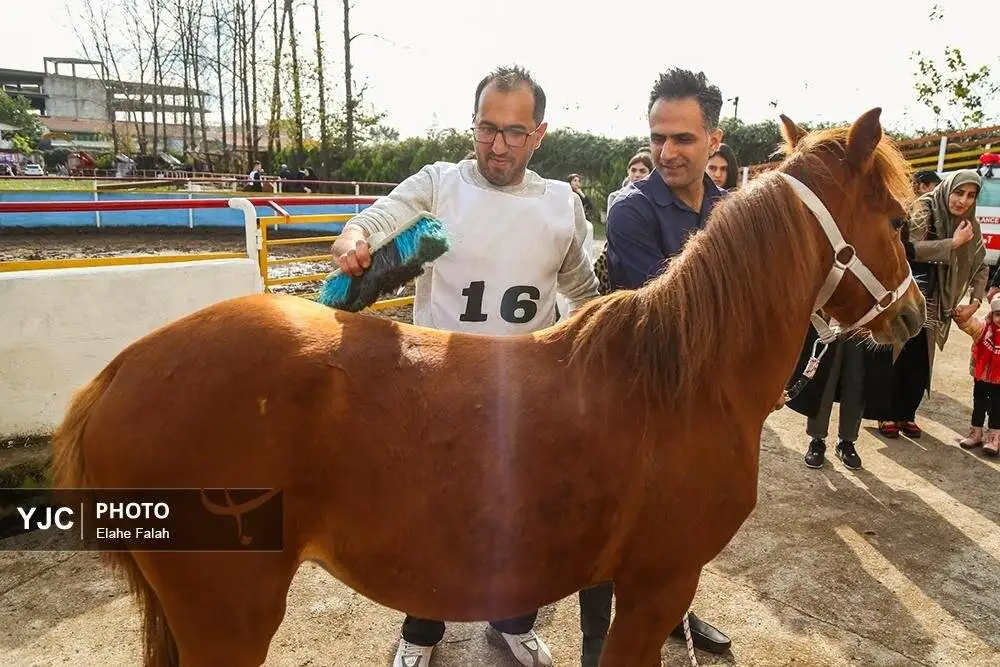 زیبایی اسب اصیل نژاد کاسپین را ببینید + تصاویر