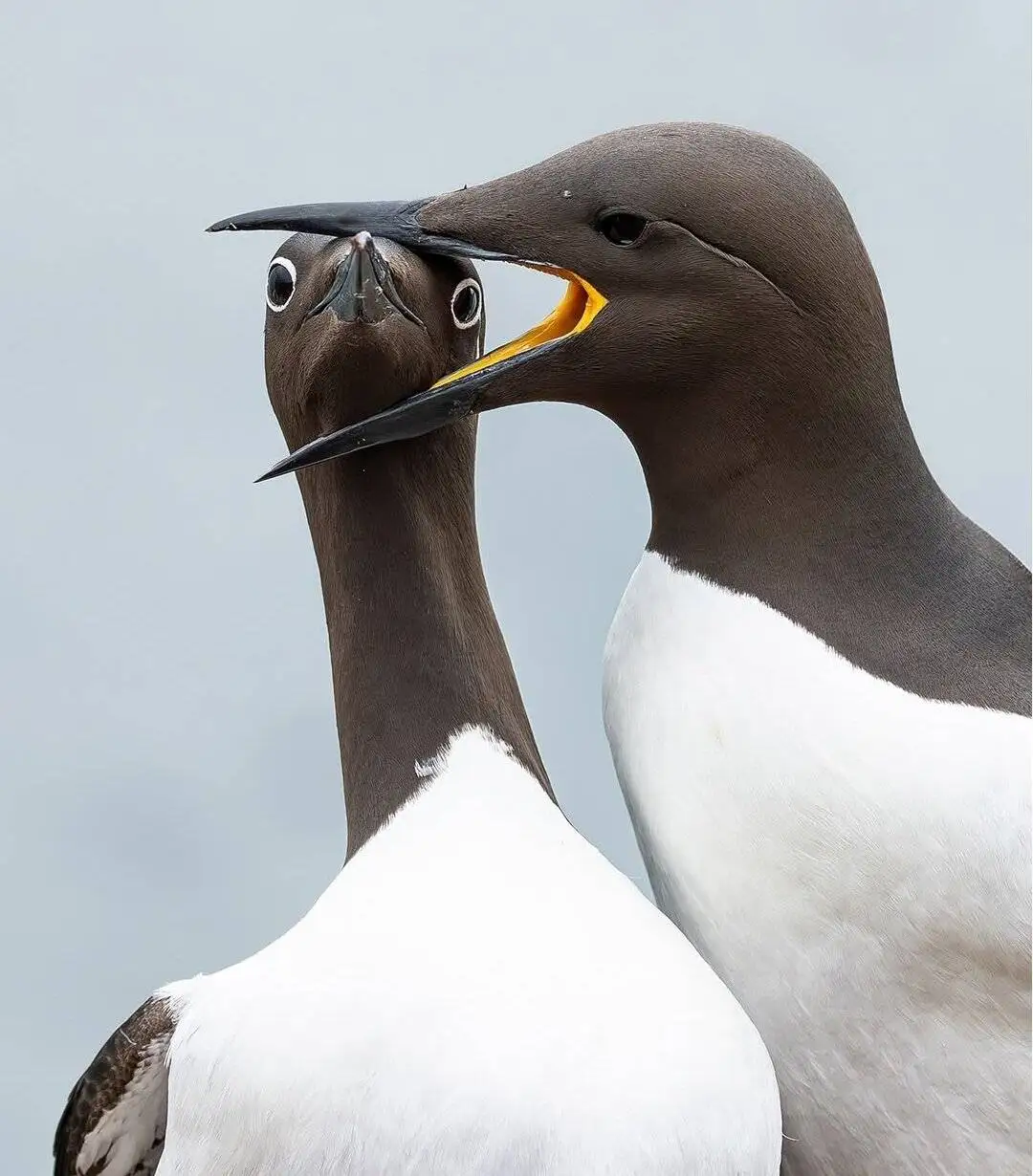 وقتی حیوانات هم شوخی شان می گیرد