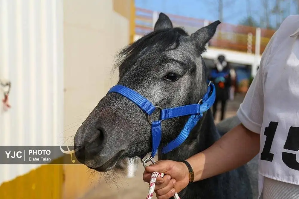 زیبایی اسب اصیل نژاد کاسپین را ببینید + تصاویر