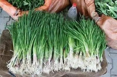 درست کردن کوکوی شنگ، یک کوکوی بهاری با طعم بی نظیر