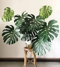 برگ انجیری؛ گیاهی محبوب با نگهداری آسان برای آپارتمان