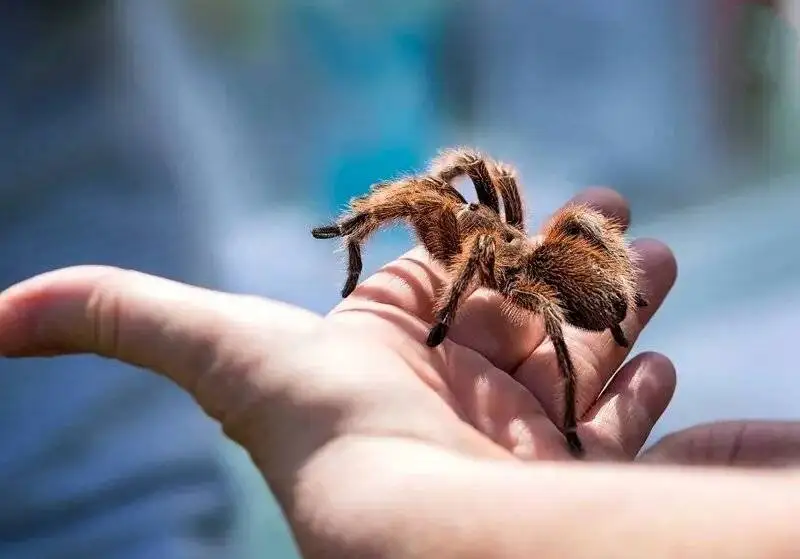 رتیل پشم صورتی؛ حیوان خانگی محبوب و حرف گوش کن! - عکس