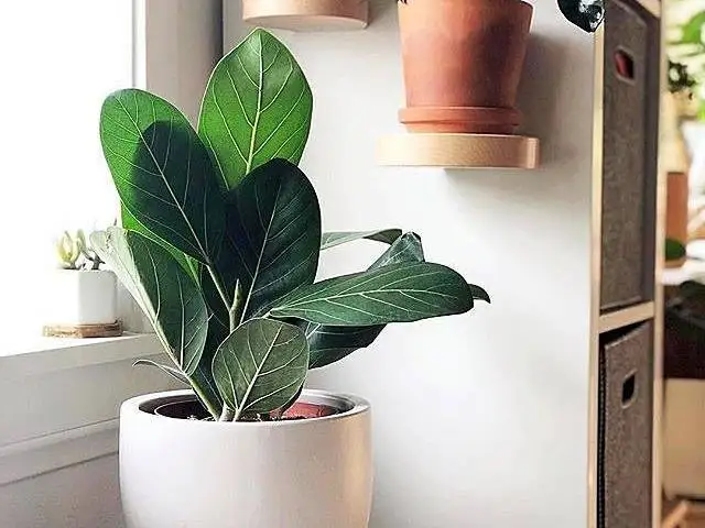 5 گیاه آپارتمانی اکسیژن ساز با روش نگهداری آسان