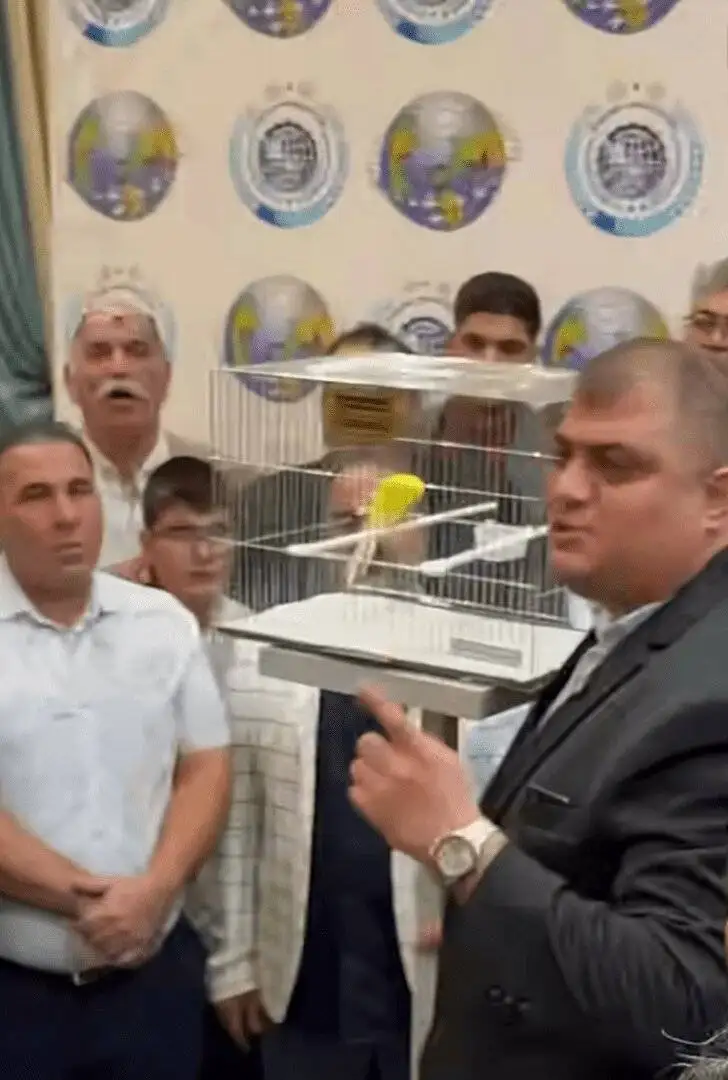 مسابقه مد و چهچهه قناری ها - قناری شایسته سال چقدر می ارزد؟