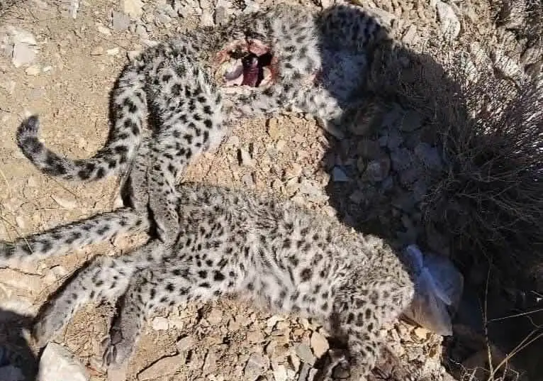 کشف لاشه 2 توله پلنگ ایرانی - عکس