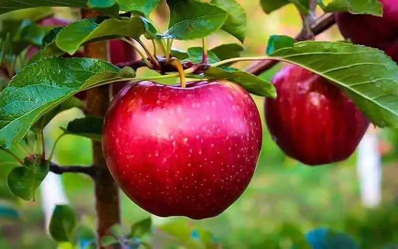 میان وعده های خوشمزه برای کاهش اشتها