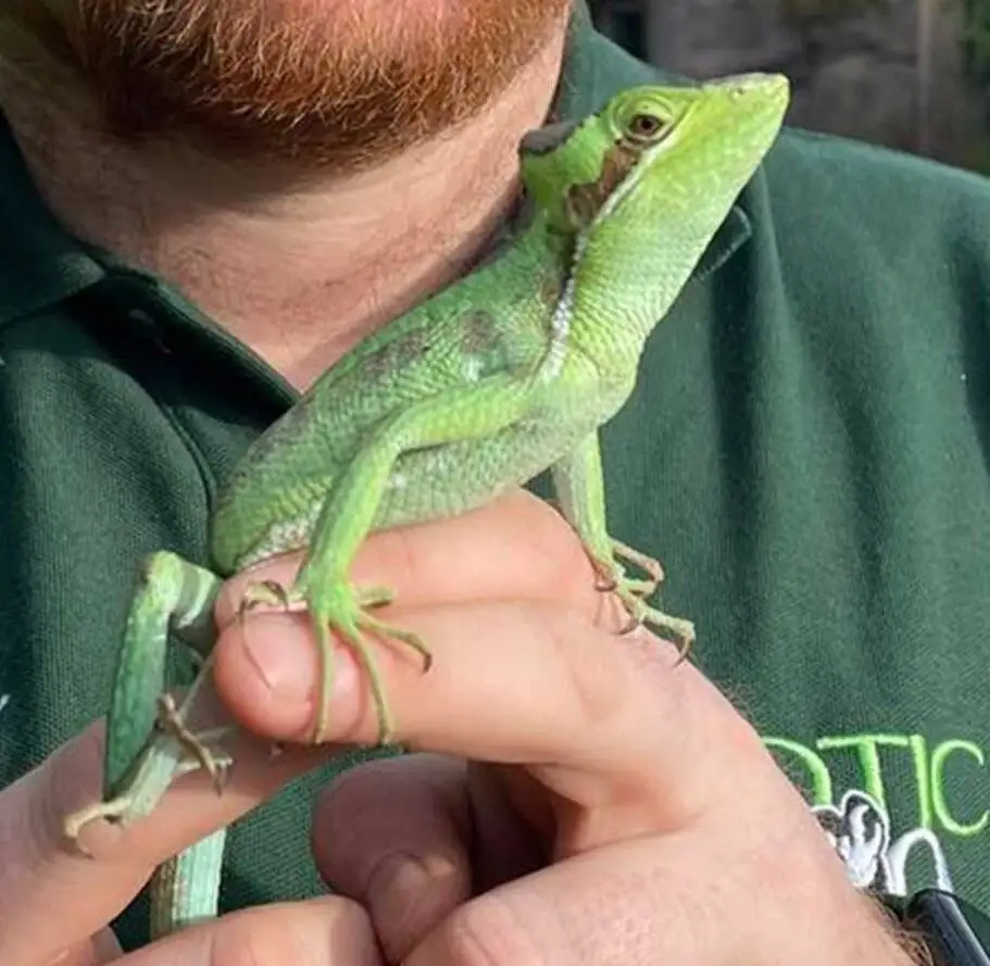 یک اتفاق نادر؛ تولد هشت مارمولک ایگوانا بدون وجود ایگوانای نر