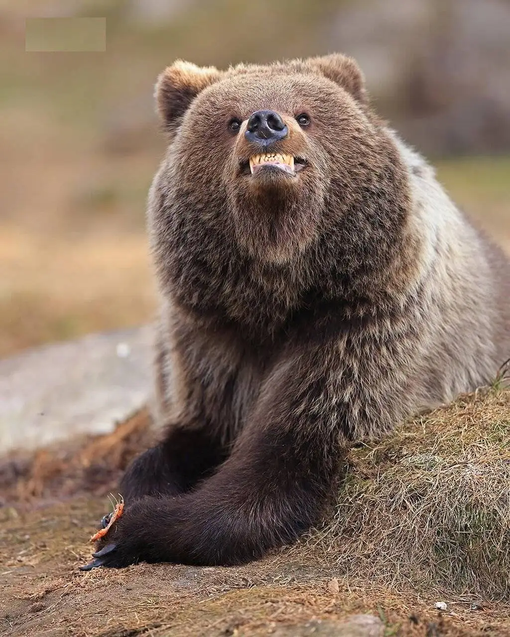 وقتی حیوانات هم شوخی شان می گیرد