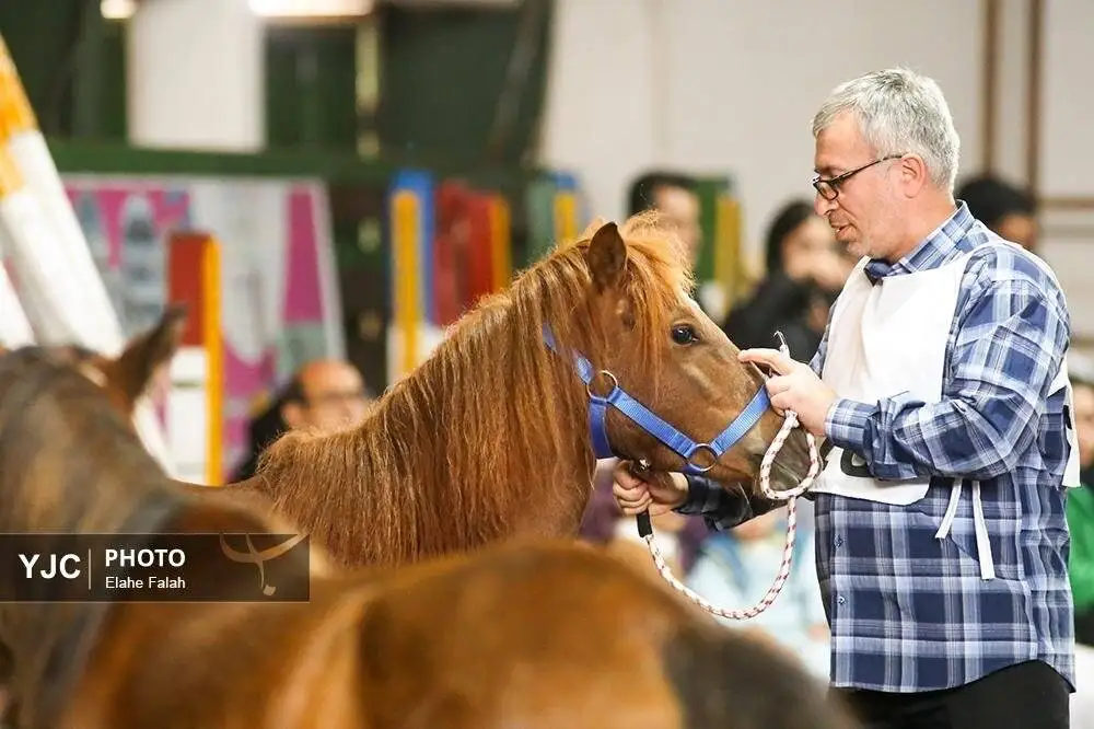 زیبایی اسب اصیل نژاد کاسپین را ببینید + تصاویر