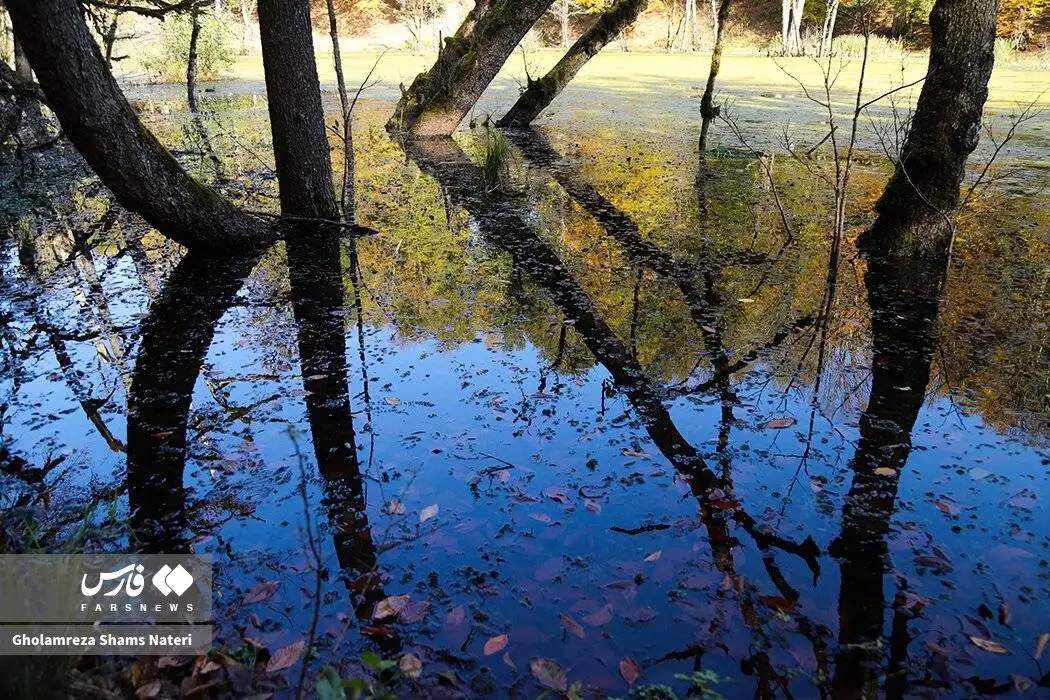 مرداب دِریوک در پاییز + تصویر - مرداب دِریوک کجاست ؟ ؛ مسیر دسترسی به مرداب دِریوک