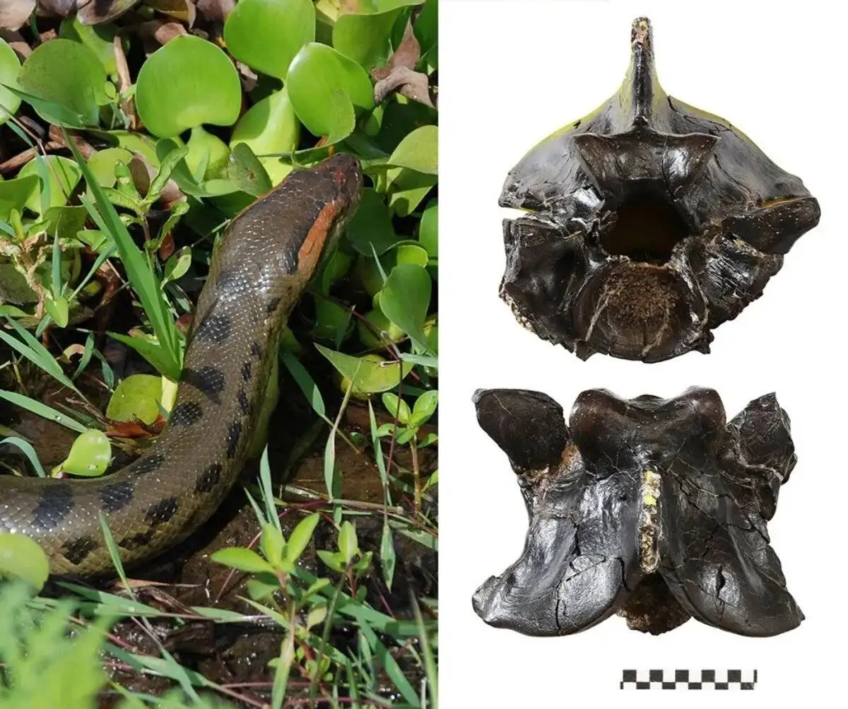 ببینید؛ این مار بزرگ الجثه 12 میلیون سال بدون تغییر مانده است