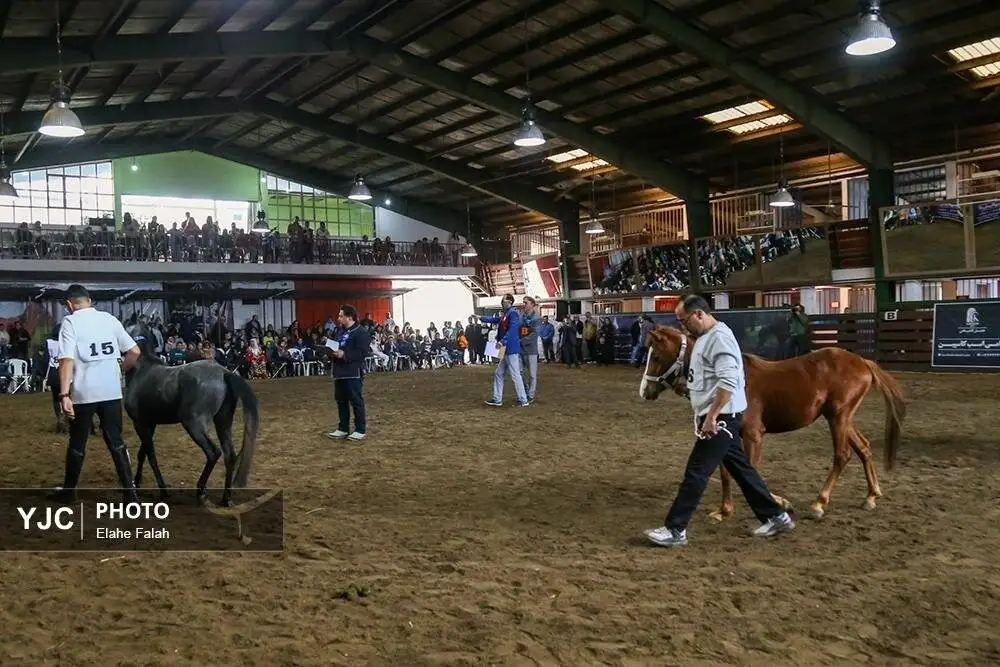 زیبایی اسب اصیل نژاد کاسپین را ببینید + تصاویر