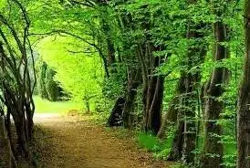 جنگل دیزمار ورزقان ؛ عروس زیبای کوه های آذربایجان
