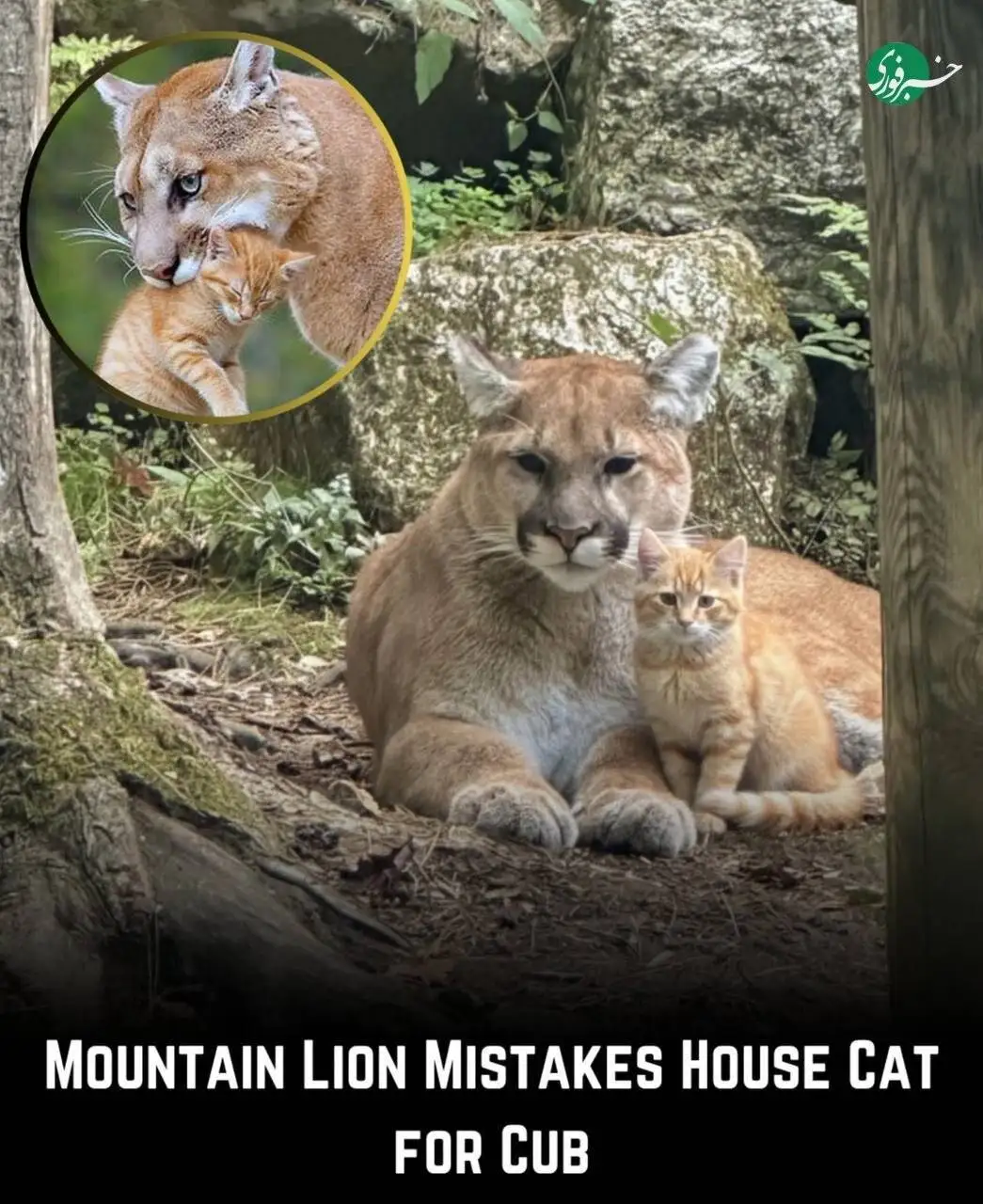 تصویر - تصویر جالب از اشتباه بامزه شیر کوهی با یک گربه خانگی!