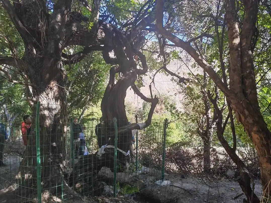 قدیمی ترین درخت انگور جهان - عکس