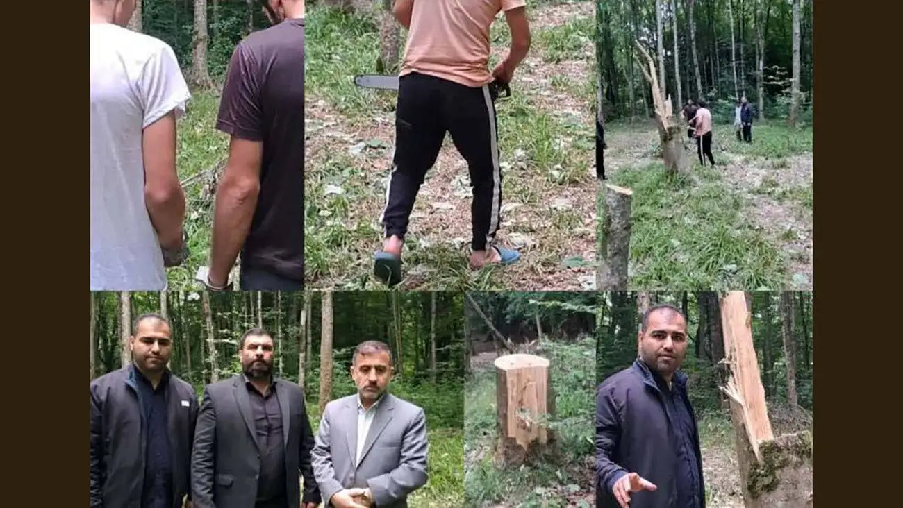 تصاویر تاسف بار از قطع 64 درخت در ساری به علت انتقام جویی شخصی!