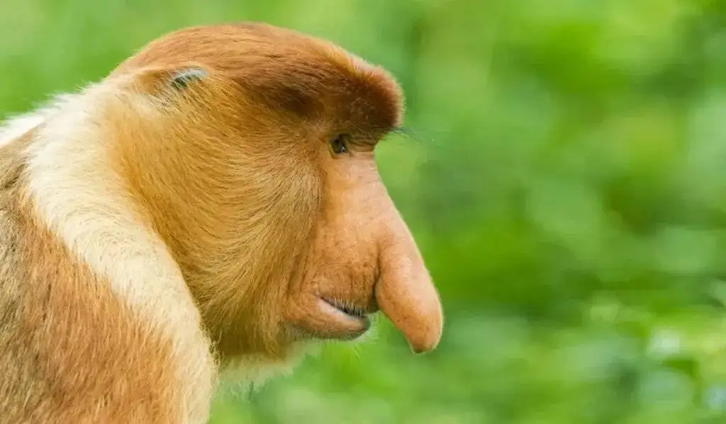 راز بینی زشت ترین حیوان جهان چیست؟ - عکس