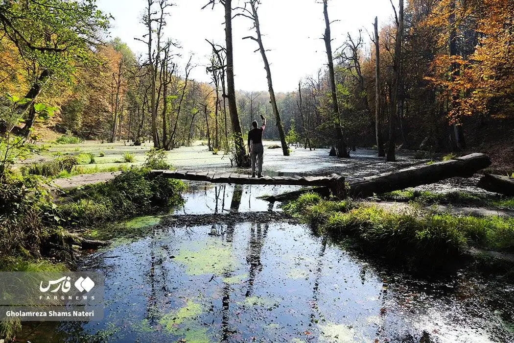 مرداب دِریوک در پاییز + تصویر - مرداب دِریوک کجاست ؟ ؛ مسیر دسترسی به مرداب دِریوک