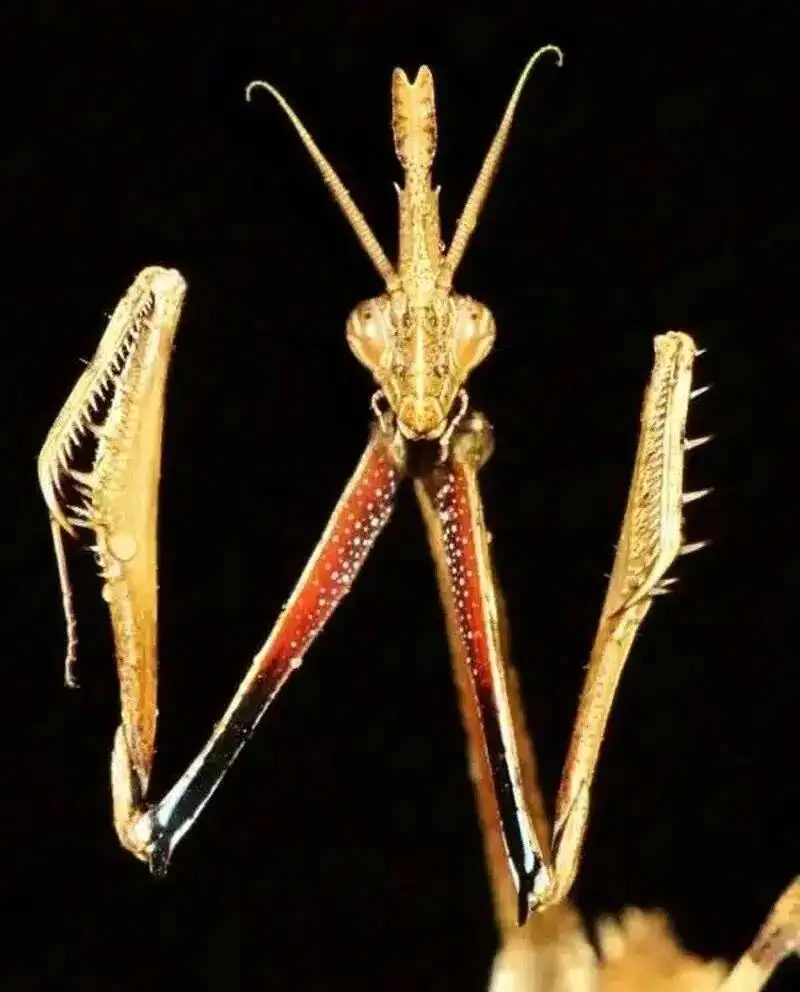 نگاره ای جالب در ایران؛ موجودی نه کاملاً حشره، نه کاملاً انسان! - عکس